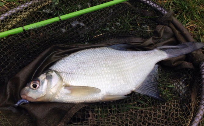 Bream on Reins Lure