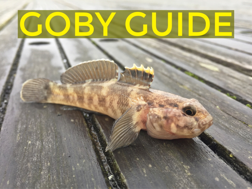 Guide to Gobies
