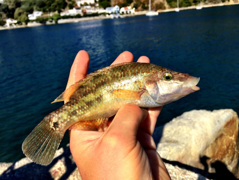 skopelos fishing trip