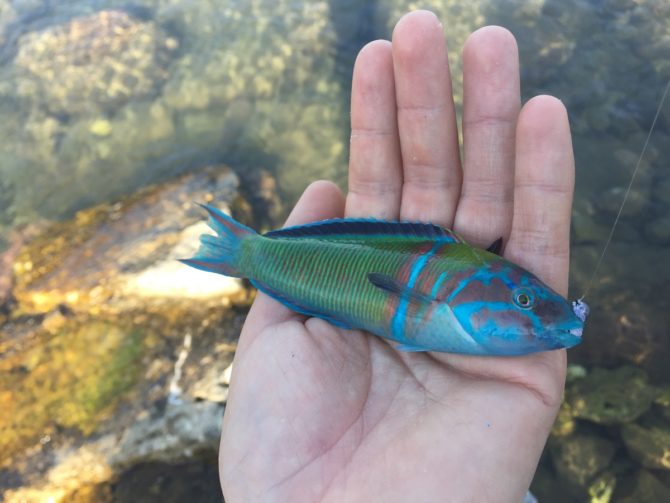 Light Rock Fishing in Kefalonia