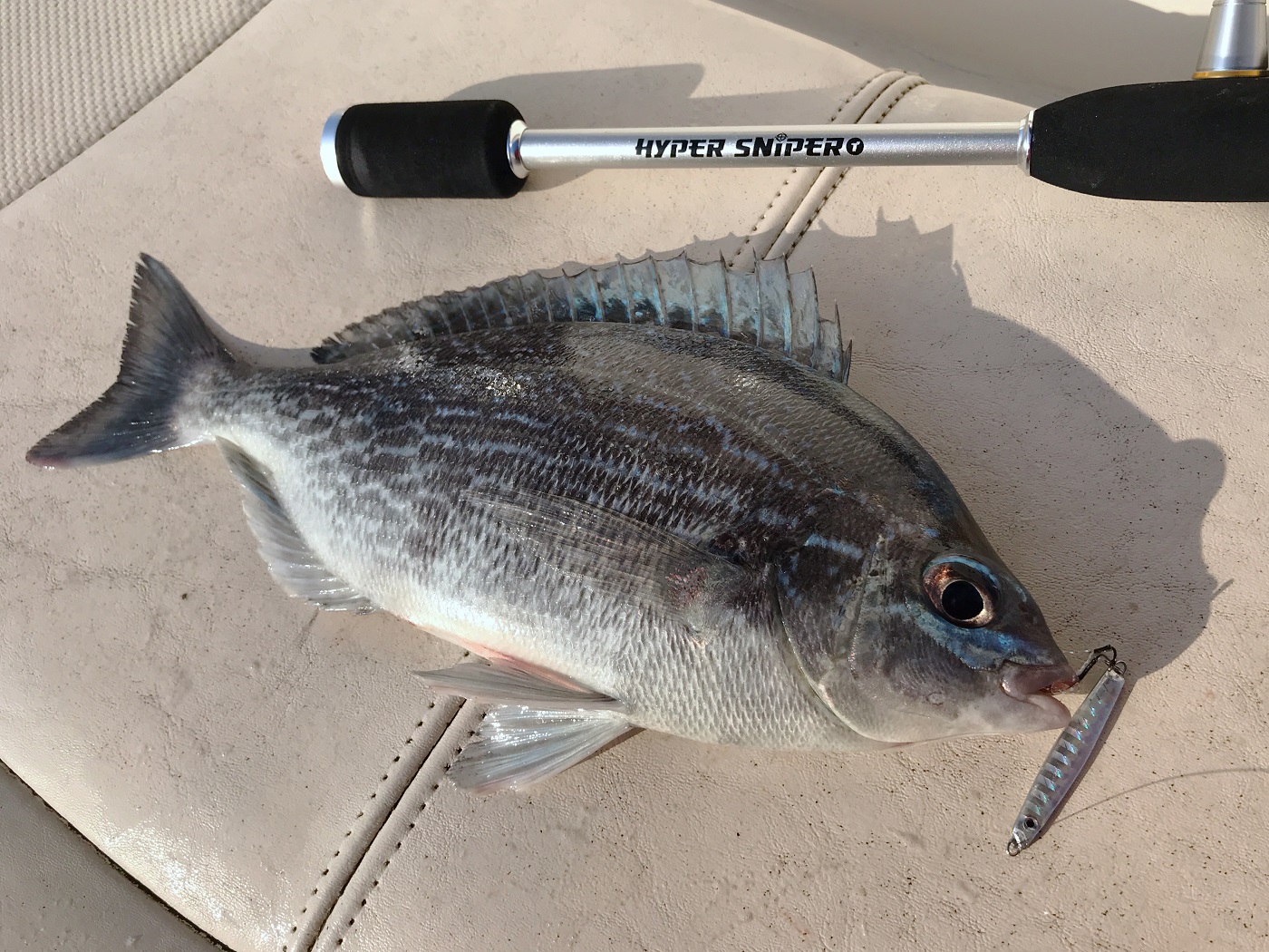 LRF Black Bream on Metal