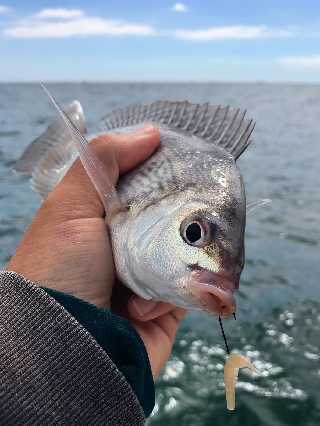https://light.rockfishing.co.uk/wp-content/uploads/2023/08/black-bream-aquawave-moebi.jpg