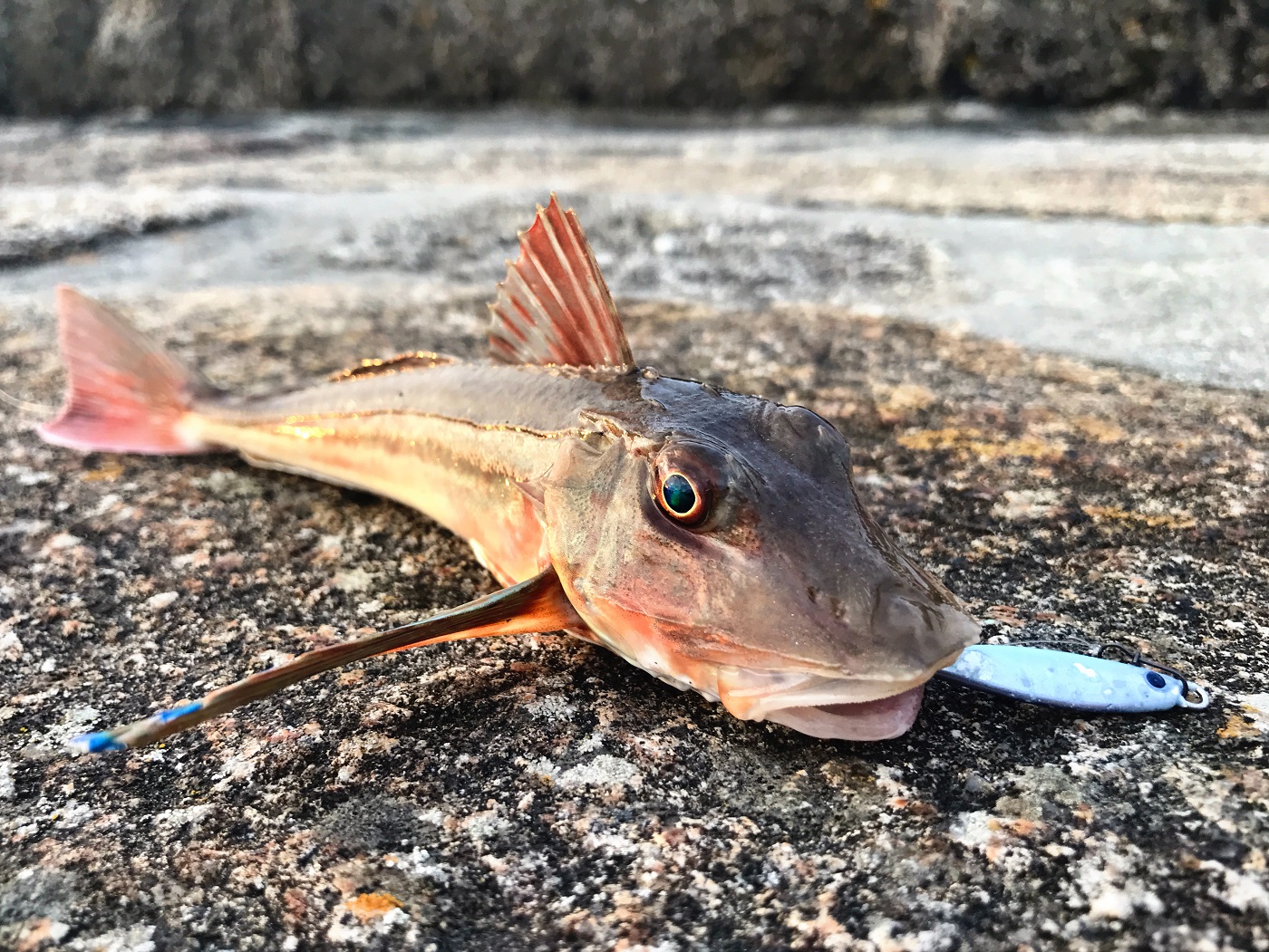 Gurnard on HTO Tic Tag