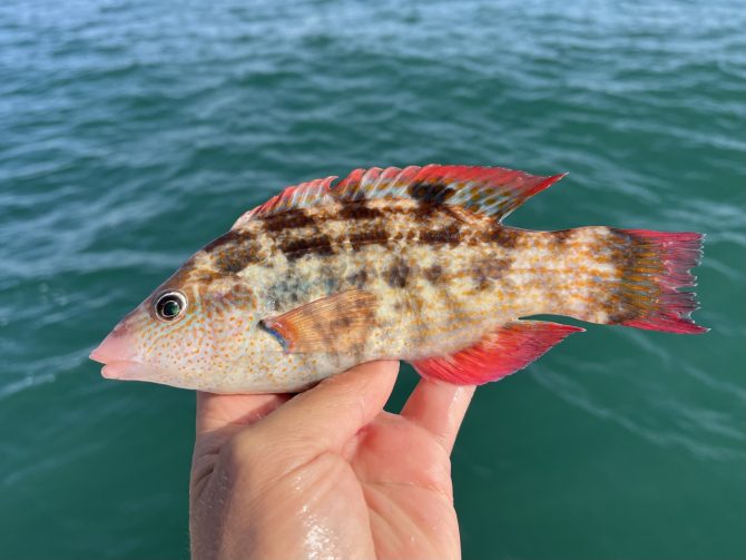 Bright Red Baillions Wrasse