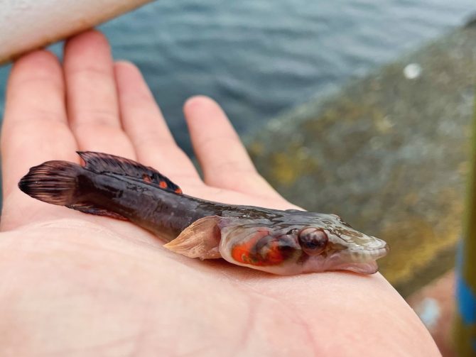 Connemara Clingfish