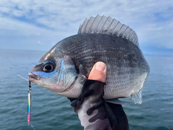 Male Black Bream on HTO Shore Jig in Cotton Candy