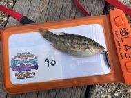11 Baillon's Wrasse