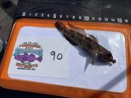 8 Black Goby