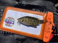 9 Corkwing Wrasse