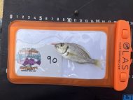 10 Gilthead Bream