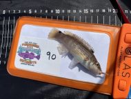 6 Goldsinny Wrasse
