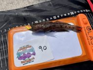 4 Leopard Spotted Goby