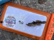 3 Rock Goby