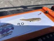 5 Sand Goby