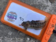 1 Tompot Blenny